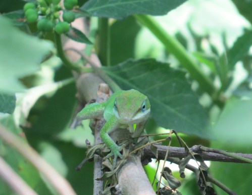 Anolis carolinensis