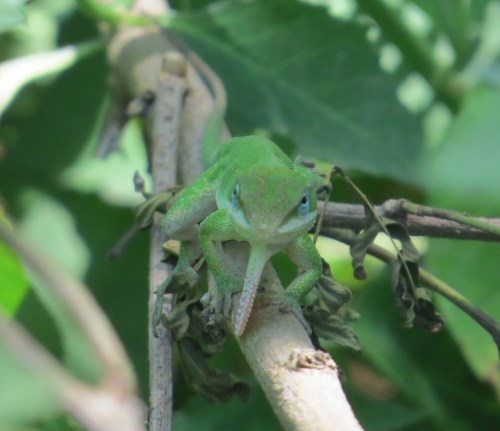 Anolis carolinensis