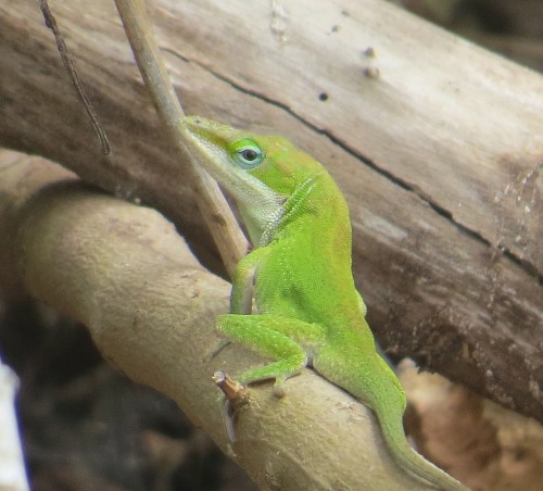 Anolis carolinensis