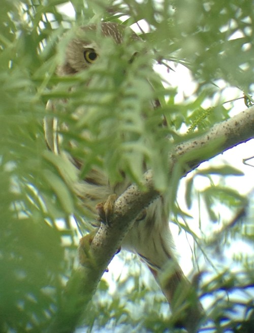 Glaucidium brasilianum