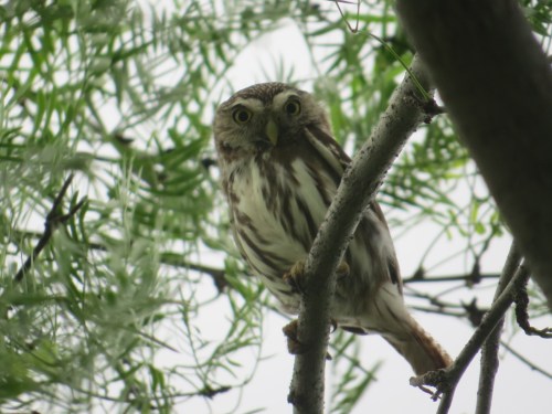 Glaucidium brasilianum