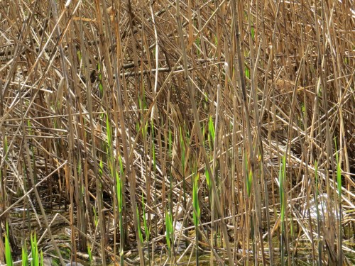 Botaurus lentiginosus