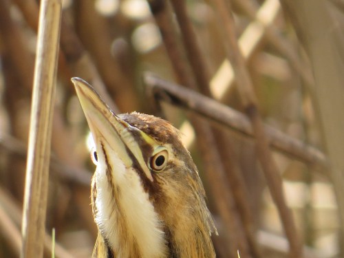 Botaurus lentiginosus