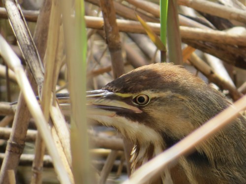 Botaurus lentiginosus