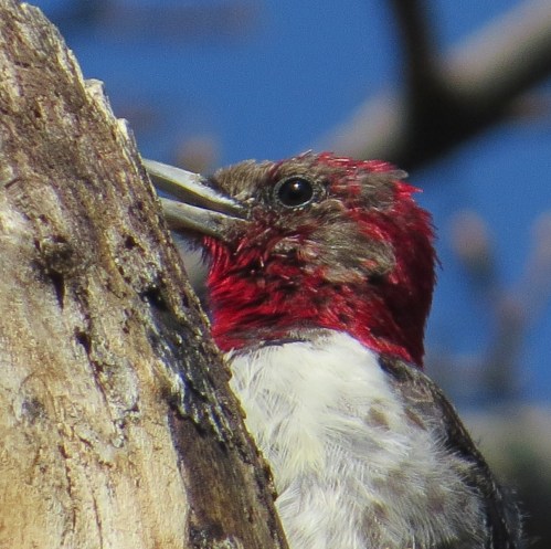 Melanerpes erythrocephalus