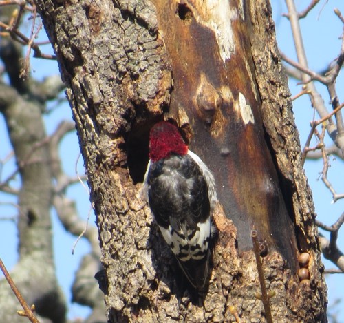 Melanerpes erythrocephalus