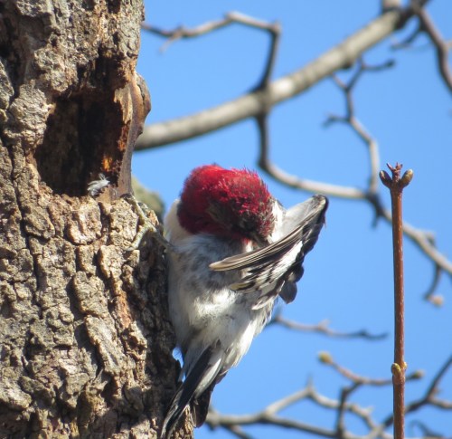 Melanerpes erythrocephalus