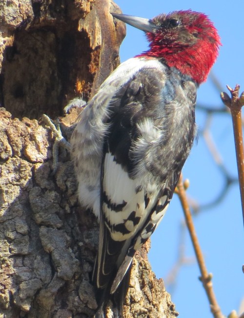 Melanerpes erythrocephalus