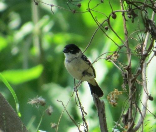 Sporophila torqueola