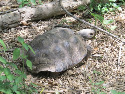 Gopherus berlandieri
