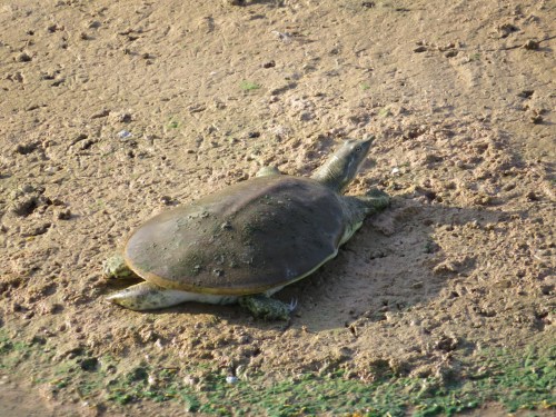 Apalone spiniferus emoryi