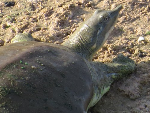 Apalone spiniferus emoryi