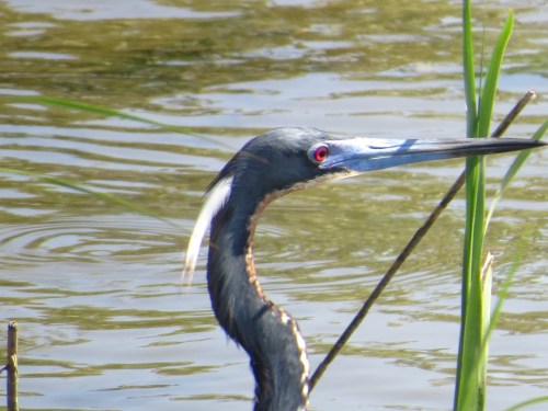 Egretta tricolor