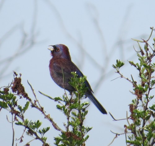 Passerina versicolor
