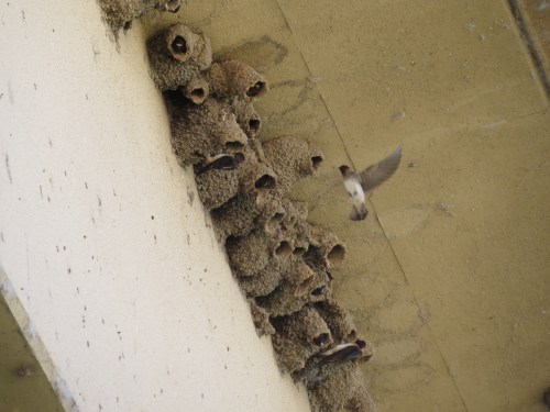 Petrochelidon pyrrhonota