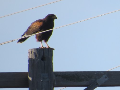 Parabuteo unicinctus