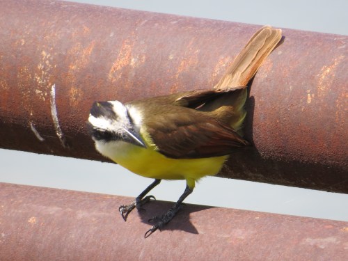 Pitangus sulphuratus