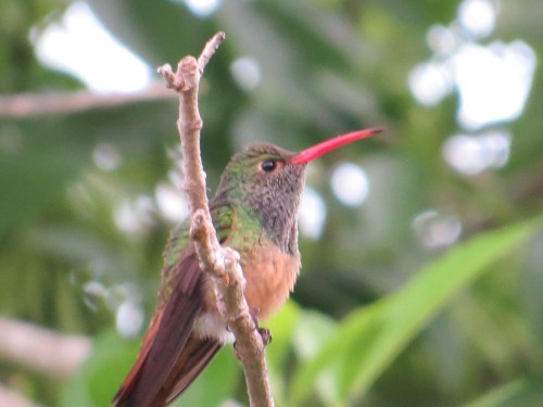 Amazilia yucatanensis
