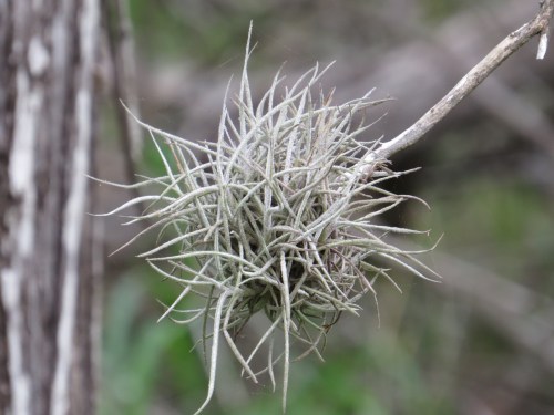 Tillandsia recurvata