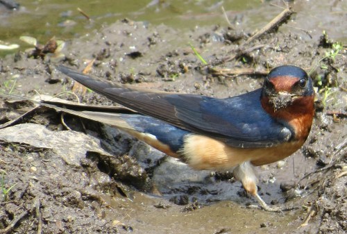 Hirundo rustica