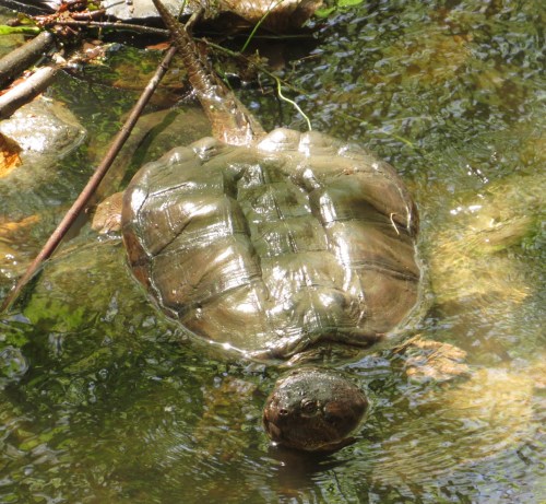 Chelydra serpentina