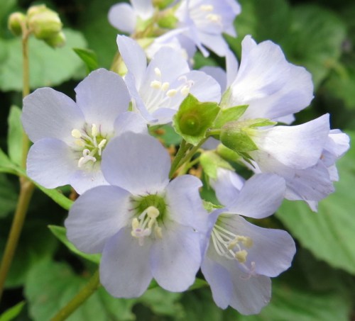 Polemonium van-bruntiae