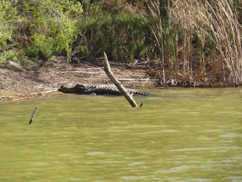 Alligator mississippiensis
