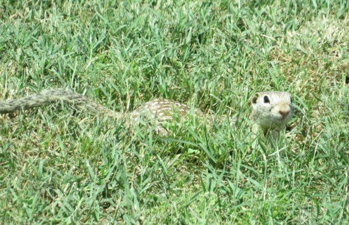 Spermophilus mexicanus