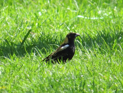 Dolichonyx oryzivorus