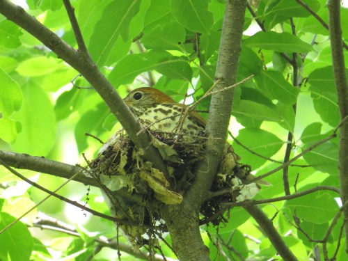 Hylocichla mustelina