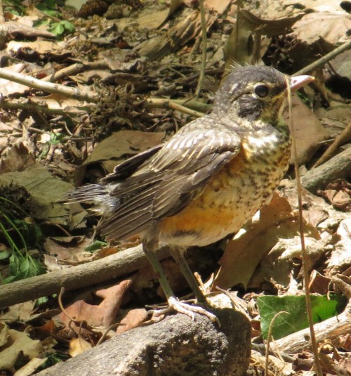 Turdus migratorius