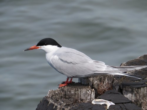 Sterna hirundo