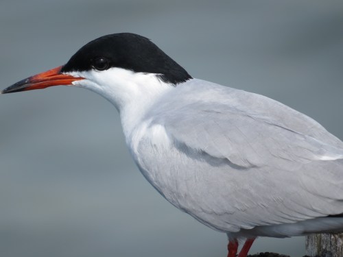 tern2