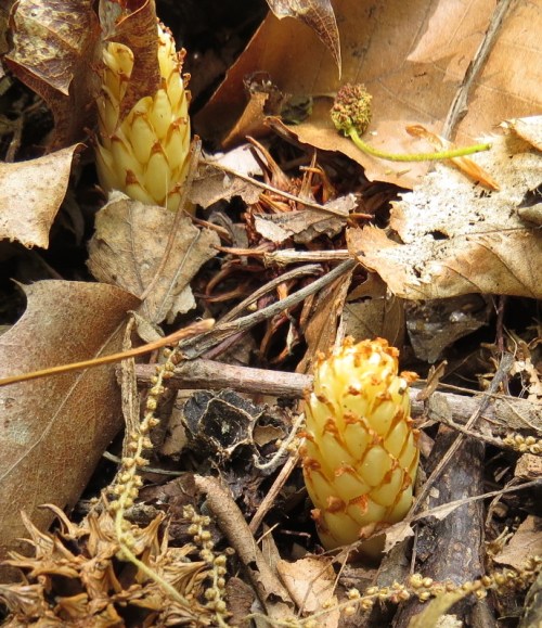 Conopholis americana 