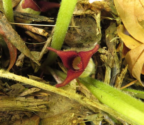 Asarum canadense