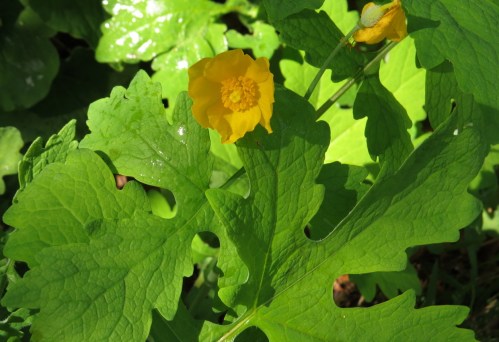 Stylophorum diphyllum