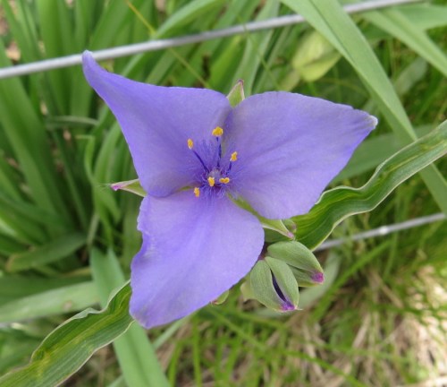 Tradescantia virginiana