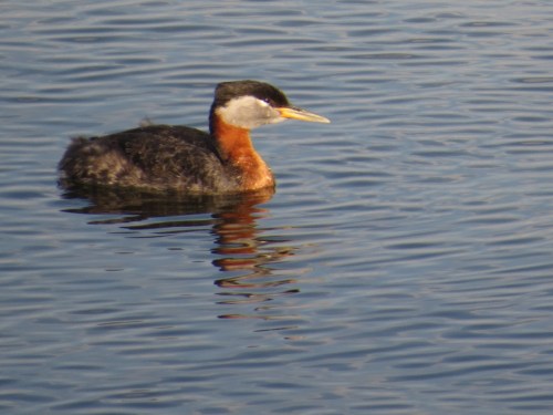 Podiceps grisegena