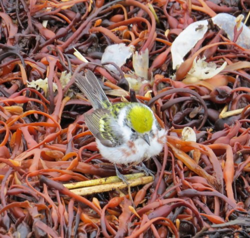 Setophaga pensylvanica