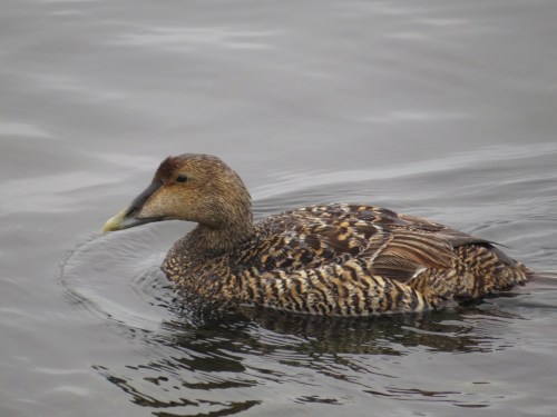 Somateria mollissima