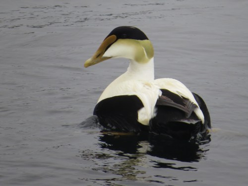 Somateria mollissima