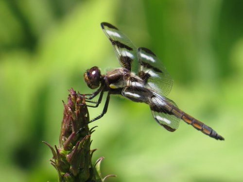 Libellula pulchella