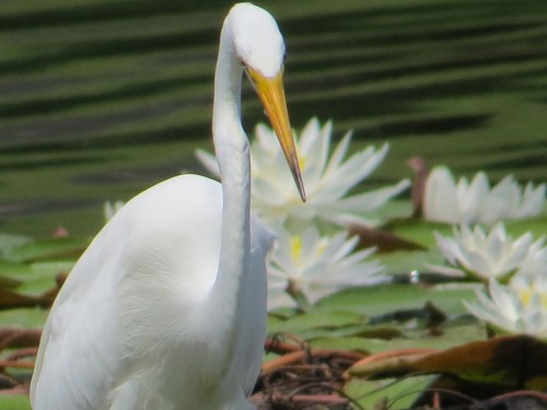 Ardea alba