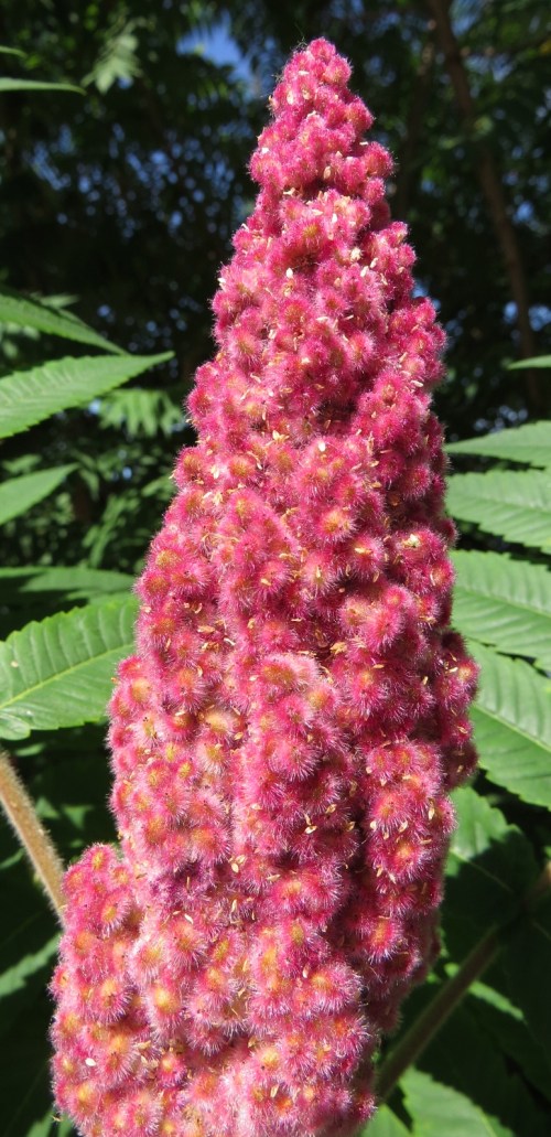 Rhus typhina