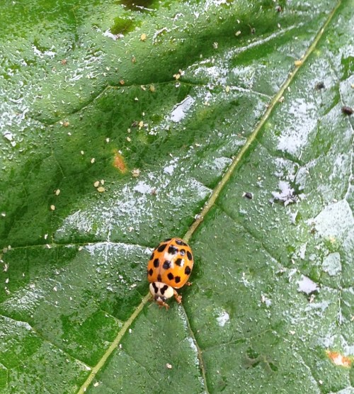 Harmonia axyridis