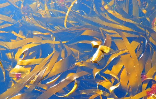 kelp