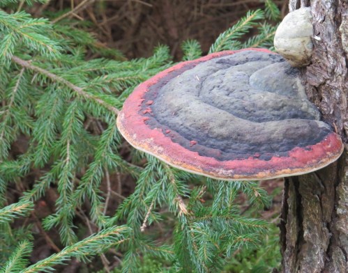 Fomitopsis pinicola