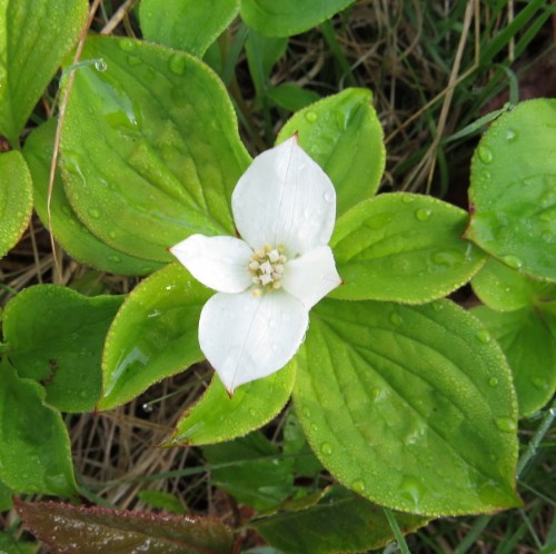 Cornus canadensis