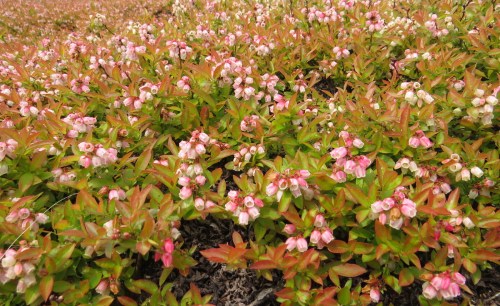 Vaccinium angustifolium