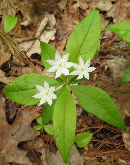 Trientalis borealis